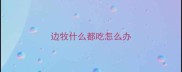 边牧什么都吃怎么办