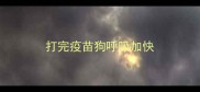 打完疫苗狗呼吸加快