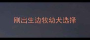 刚出生边牧幼犬选择