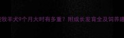 边境牧羊犬9个月大时有多重附成长发育全及饲养建议