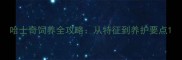 哈士奇饲养全攻略从特征到养护要点