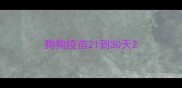狗狗疫苗21到30天