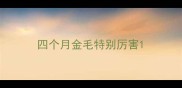 四个月金毛特别厉害