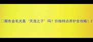 黑色金毛犬是天选之子吗价格特点养护全攻略