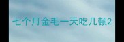 七个月金毛一天吃几顿