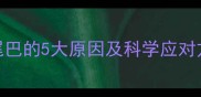 拉布拉多犬频繁咬尾巴的5大原因及科学应对方法附专业建议