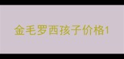 金毛罗西孩子价格