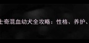 金毛哈士奇混血幼犬全攻略性格养护训练指南
