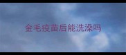 金毛疫苗后能洗澡吗