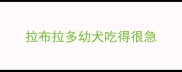 拉布拉多幼犬吃得很急