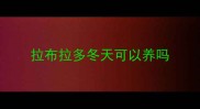 拉布拉多冬天可以养吗