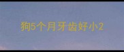 狗5个月牙齿好小