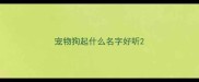 宠物狗起什么名字好听