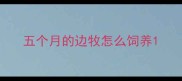 五个月的边牧怎么饲养