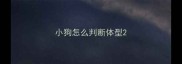 小狗怎么判断体型