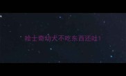 哈士奇幼犬不吃东西还吐