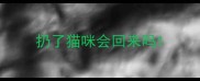 扔了猫咪会回来吗