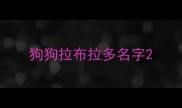 狗狗拉布拉多名字
