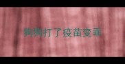 狗狗打了疫苗变乖