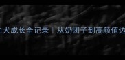 奶牛边牧混血犬成长全记录从奶团子到高颜值边牧的蜕变指南
