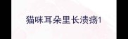 猫咪耳朵里长溃疡