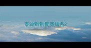 泰迪狗狗智商排名