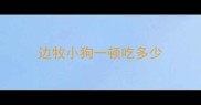 边牧小狗一顿吃多少