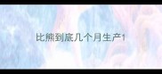 比熊到底几个月生产