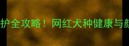 粉鼻拉布拉多养护全攻略网红犬种健康与颜值双修的秘诀