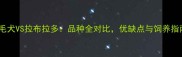 金毛犬VS拉布拉多品种全对比优缺点与饲养指南
