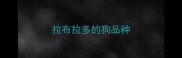 拉布拉多的狗品种