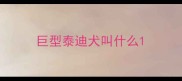巨型泰迪犬叫什么