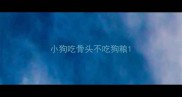 小狗吃骨头不吃狗粮