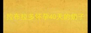 拉布拉多怀孕40天的奶子