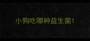 小狗吃哪种益生菌