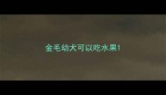 金毛幼犬可以吃水果
