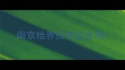 南京给养拉布拉多吗