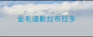 金毛道歉拉布拉多