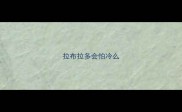 拉布拉多会怕冷么
