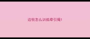 边牧怎么训练牵引绳