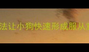 3-6个月黄金期科学训练法让小狗快速形成服从意识附分阶段训练指南