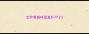 怎样看猫咪是否怀孕了