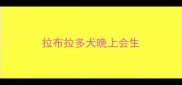 拉布拉多犬晚上会生