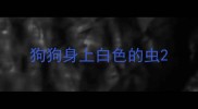 狗狗身上白色的虫