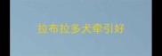 拉布拉多犬牵引好