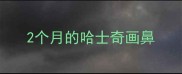 2个月的哈士奇画鼻