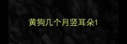 黄狗几个月竖耳朵