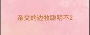 杂交的边牧聪明不