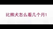 比熊犬怎么看几个月