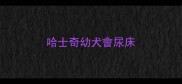 哈士奇幼犬會尿床